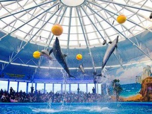 Nemo Dolphinarium in Minsk. Photo via Minsktourism.By