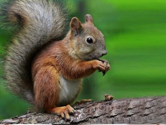 Visitors are welcomed by a real squirrel