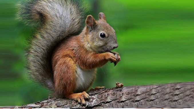 Visitors are welcomed by a real squirrel