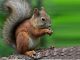 Visitors are welcomed by a real squirrel